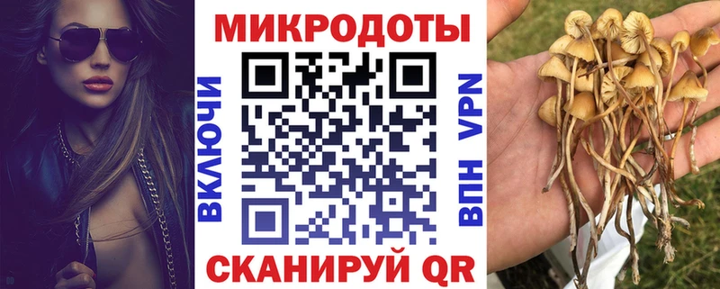 Псилоцибиновые грибы Psilocybine cubensis  Новосибирск 